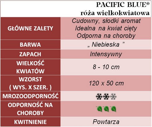 Pacific Blue róże wielkokwiatowe gł. zal.